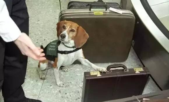 警犬盯上行李箱疯狂嗅探 结果是馋了警犬的神秘行为，行李箱旁的疯狂嗅探，原来是馋了