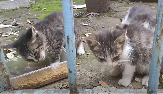 动物园里的猫丢了,是谁偷的动物园里的猫丢了，谁偷的？揭秘事件真相！