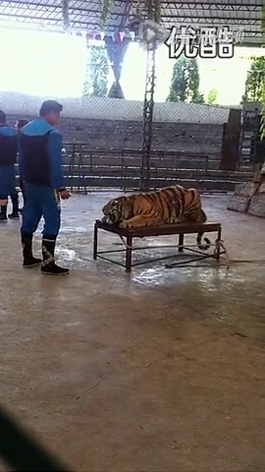 动物园老虎咬死猫动物园惊魂夜，老虎意外咬死猫事件深度解析